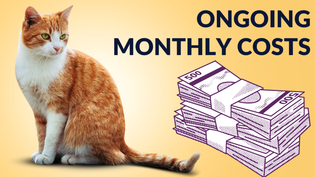 The Comprehensive Guide to the Costs of Owning a Cat