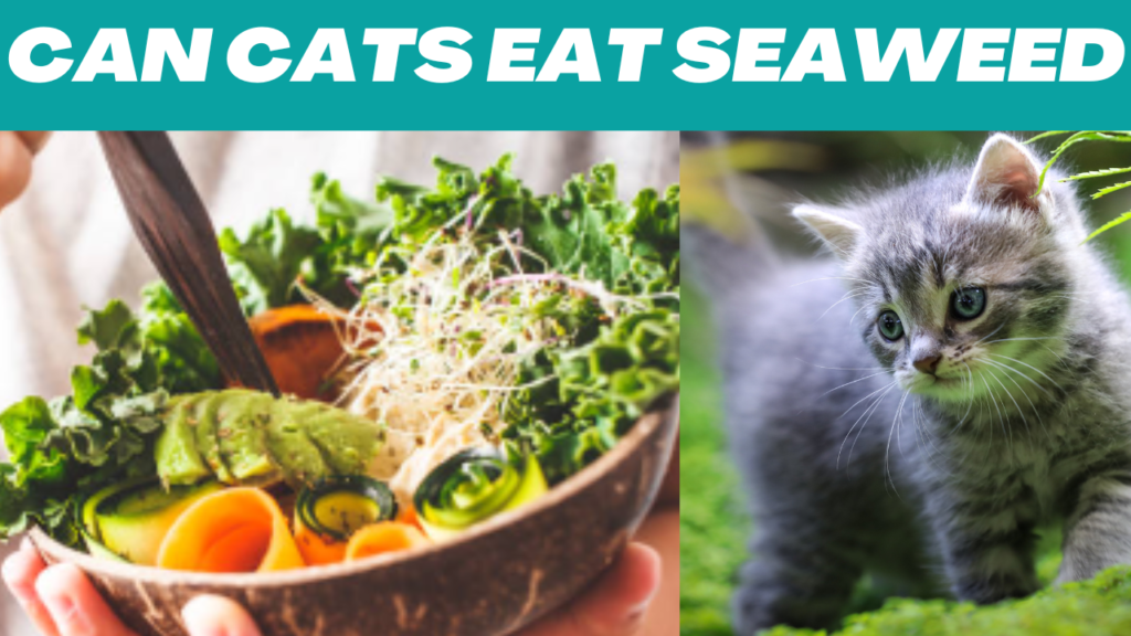 Can Cats Eat Seaweed