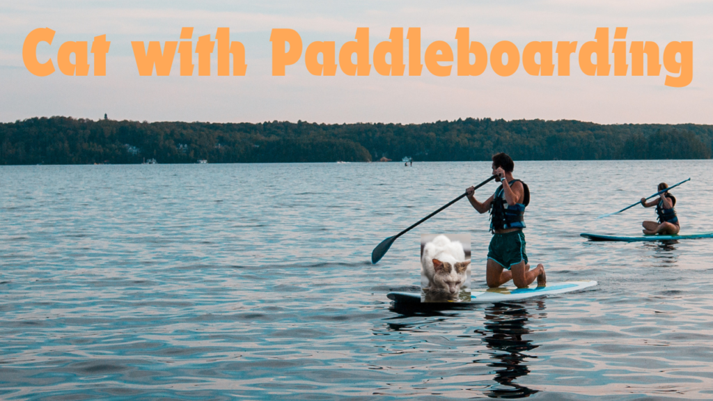 Can I Take My Cat Paddleboarding