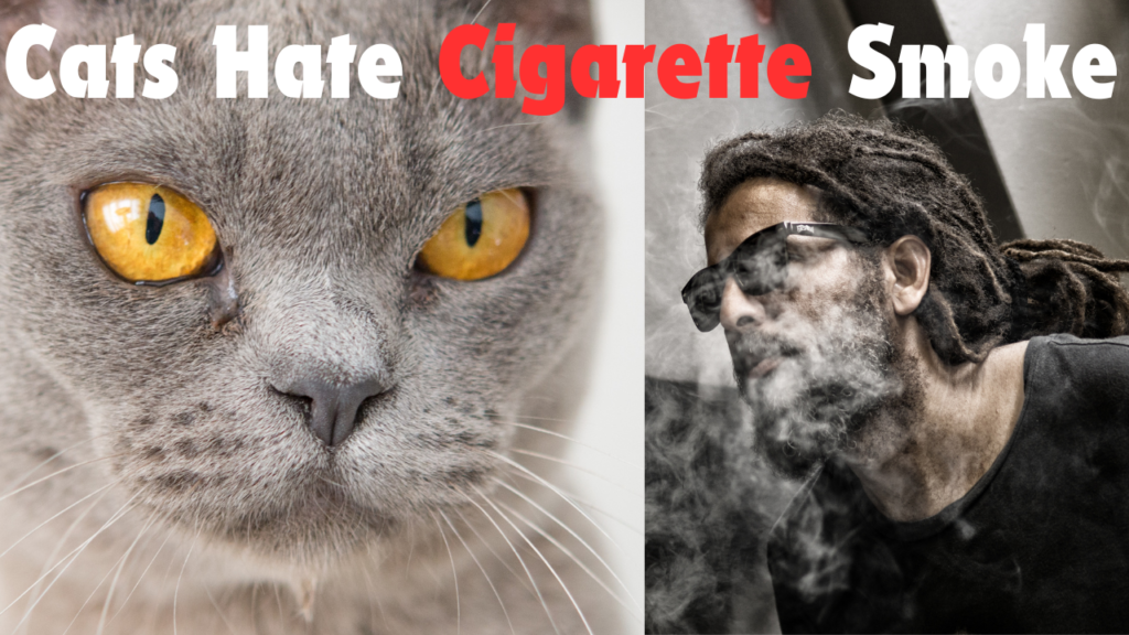 Do Cats Hate Cigarette Smoke