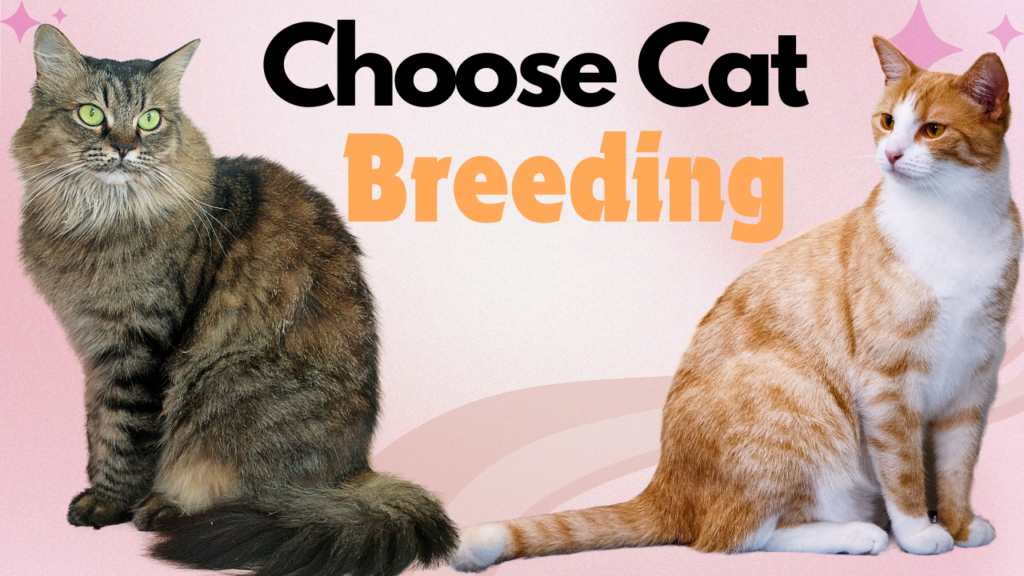 The Comprehensive Guide to Becoming a Successful Cat Breeder