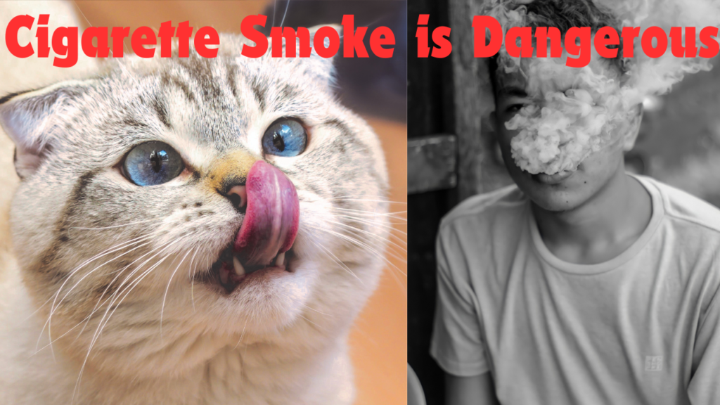 Do Cats Hate Cigarette Smoke