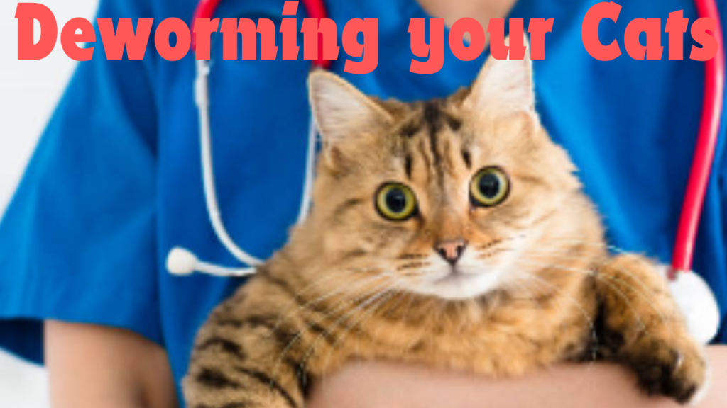 doctors Deworming Cat