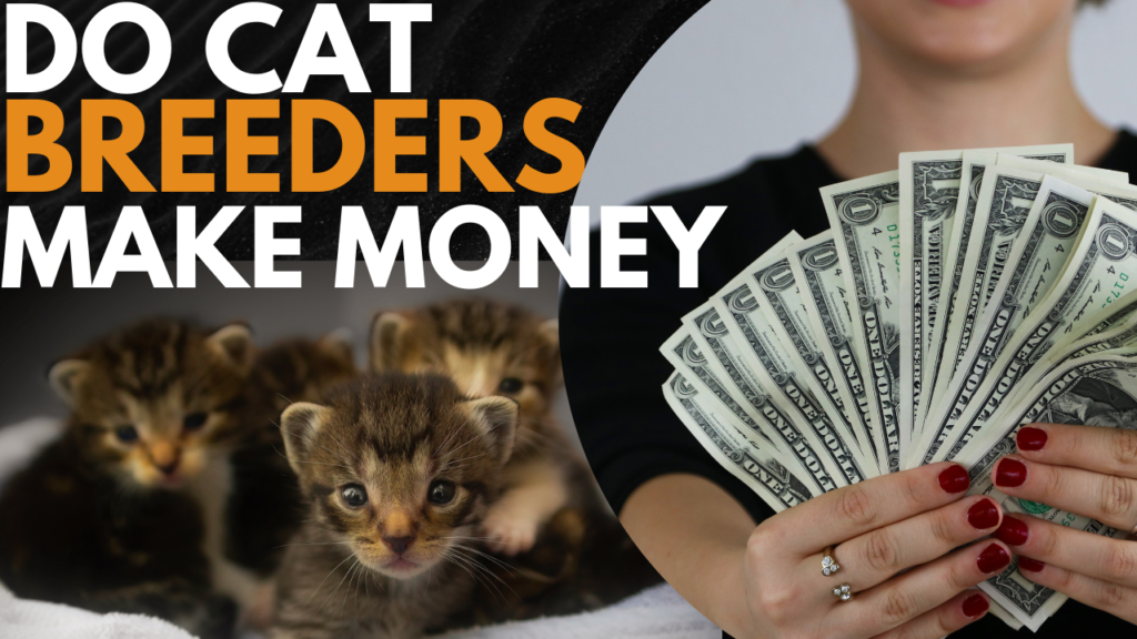 Do Cat Breeders Make Money? An In-Depth Analysis