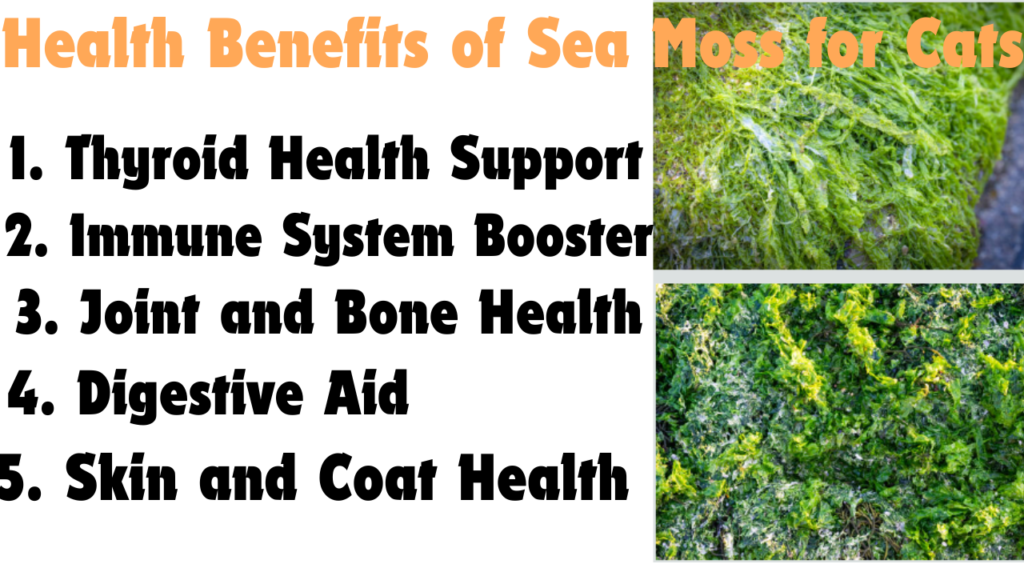 Is Sea Moss Good for Cats