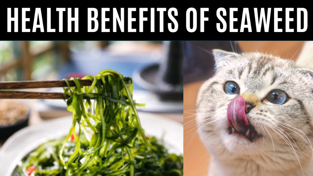 Health Benefits of Seaweed for Cats