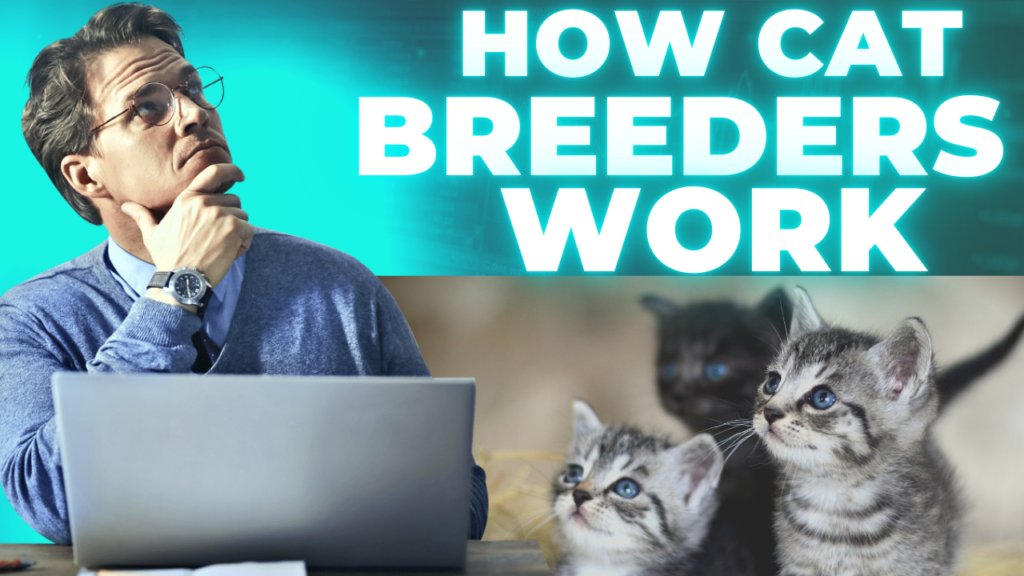 Understanding How Cat Breeders Work