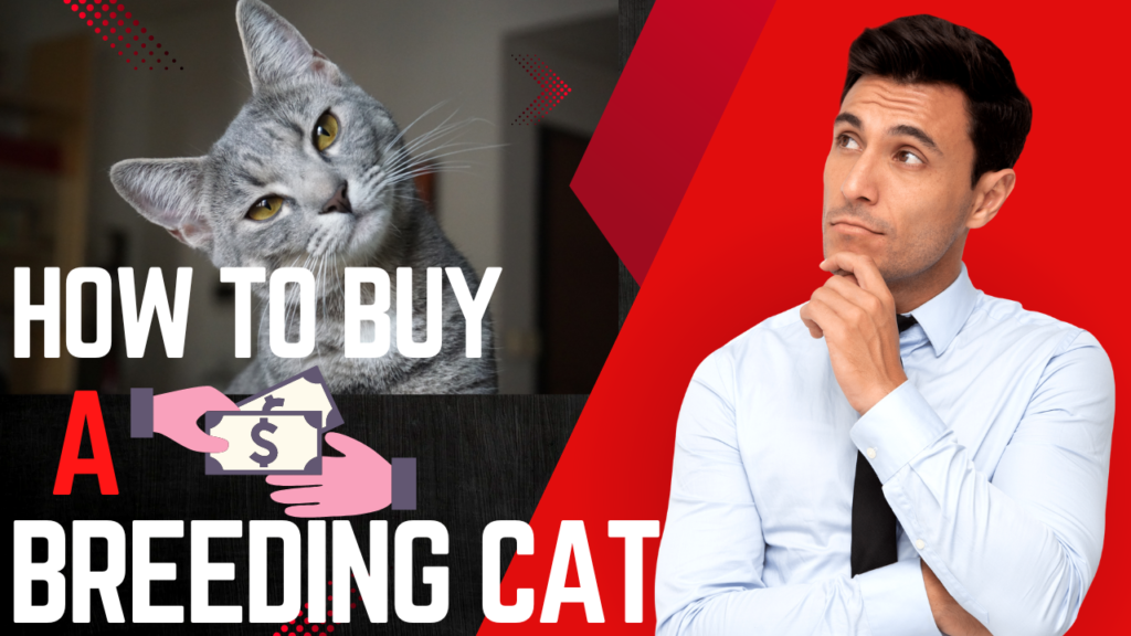 How to Buy a Breeding Cat: A Comprehensive Guide