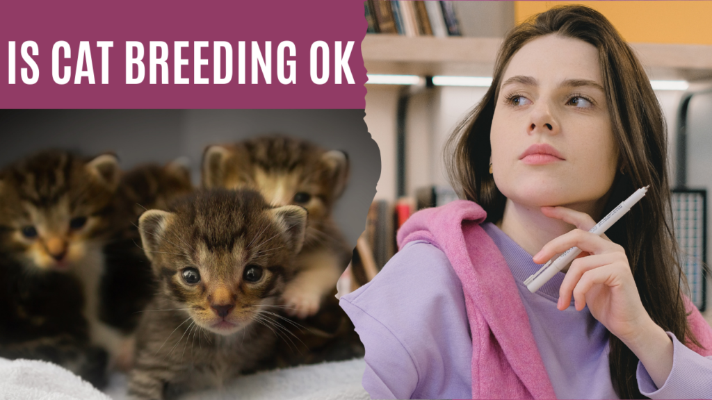 Is Cat Breeding OK? A Comprehensive Guide