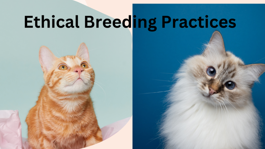 The Comprehensive Guide to Becoming a Successful Cat Breeder