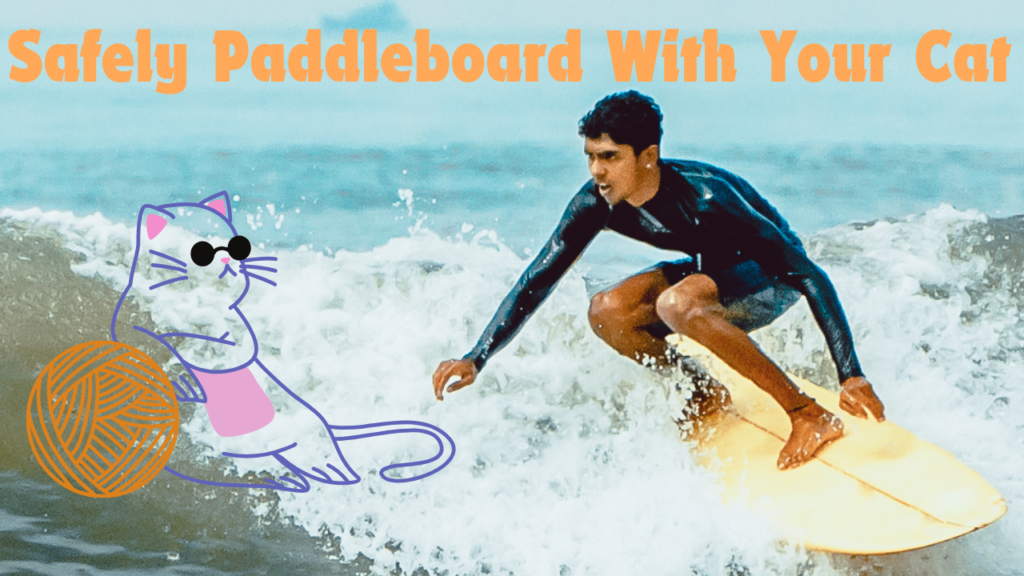 How to Safely Paddleboard With Your Cat