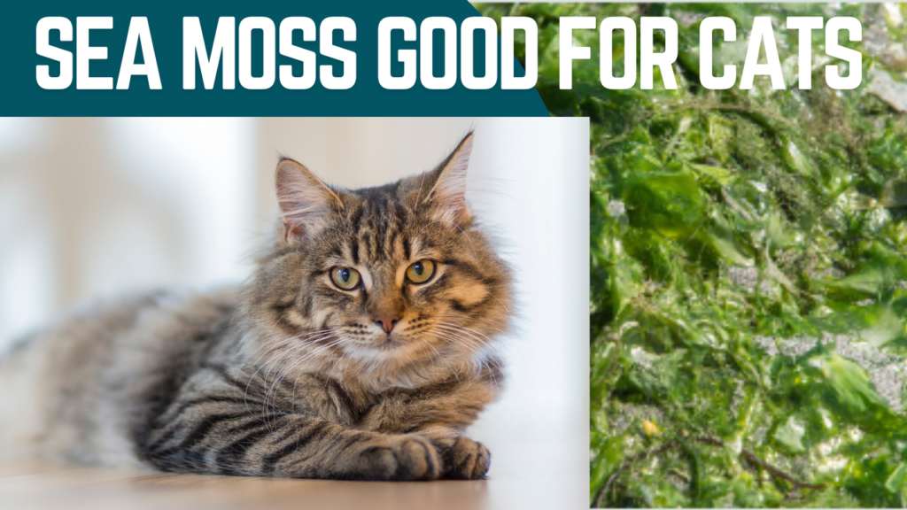 Is Sea Moss Good for Cats