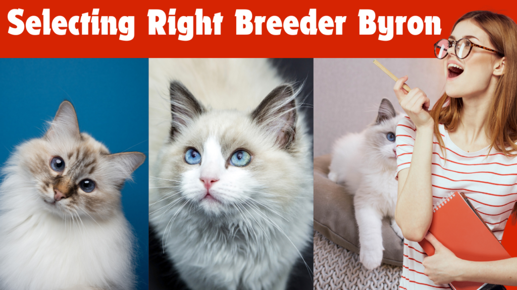 Stray Cat Breeder Byron: A Comprehensive Guide