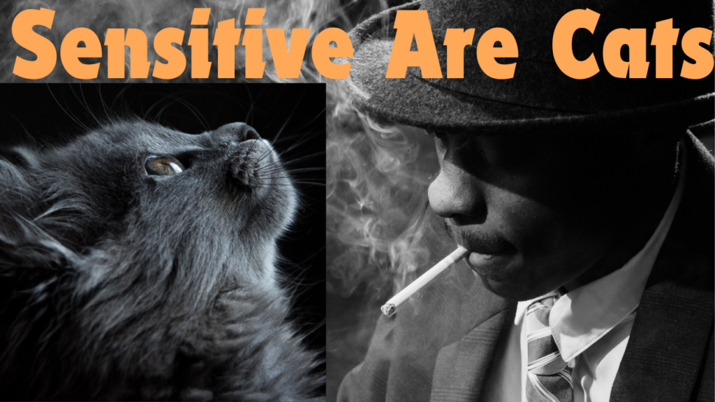 How Sensitive Are Cats to Smoke