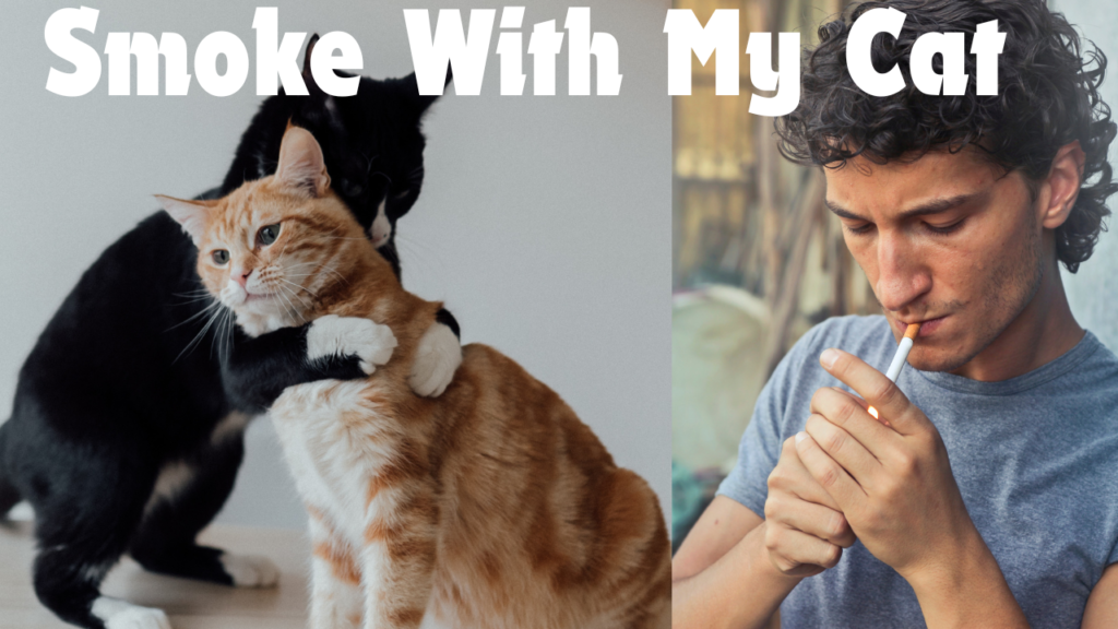 Is It Okay to Smoke With My Cat in the Room