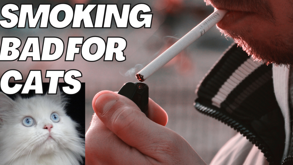 Is Smoking Bad for Cats' Lungs