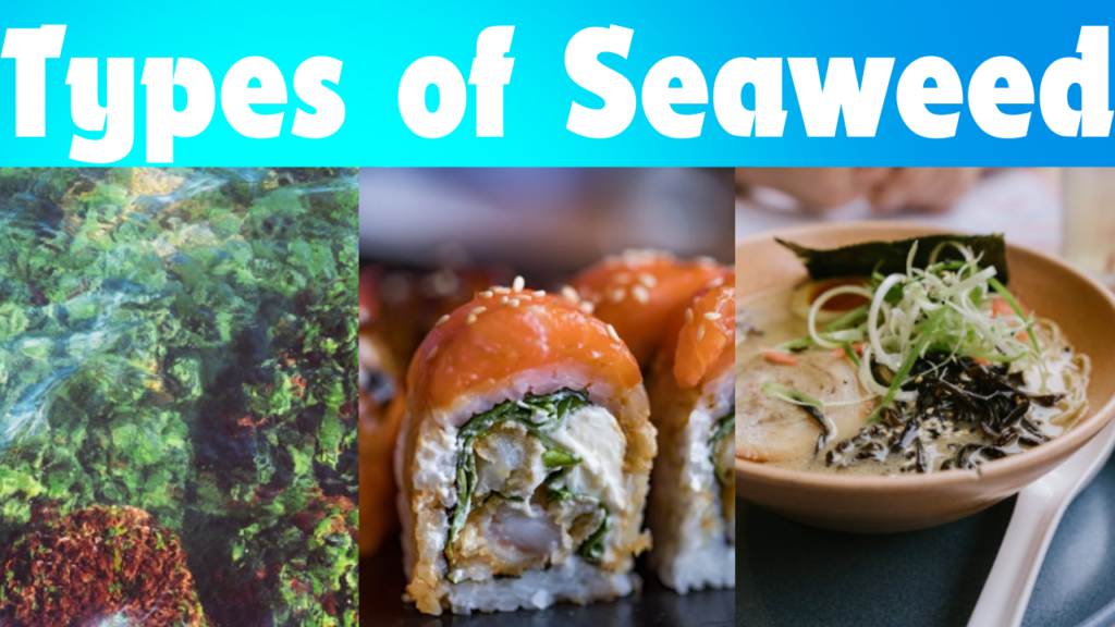 types of seaweed