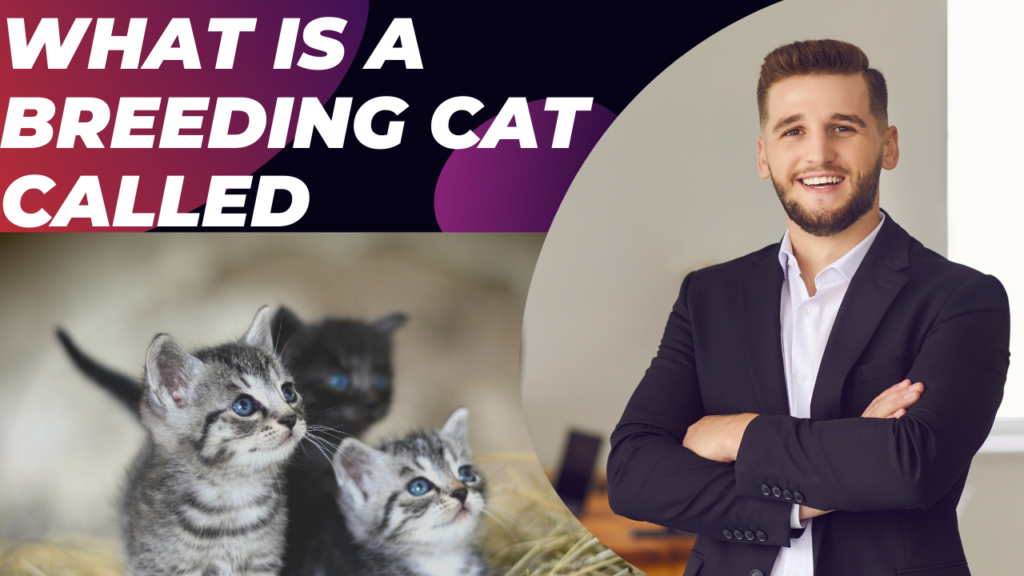 What is a Breeding Cat Called