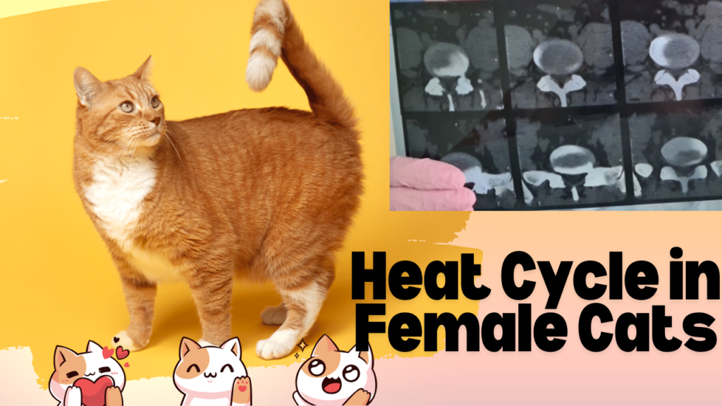 Understanding the Heat Cycle in Female Cats: A Comprehensive Guide