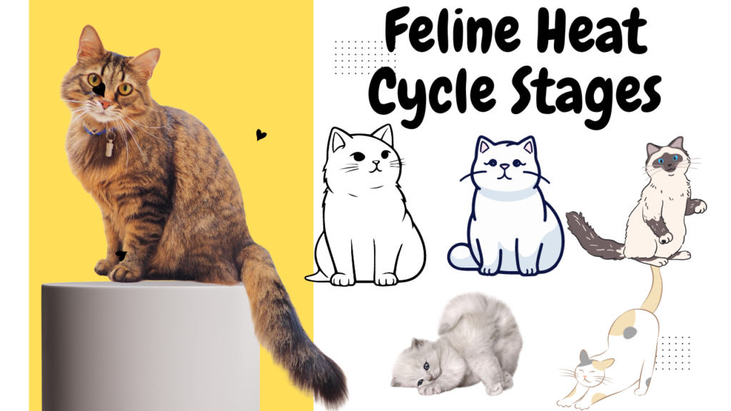 Understanding the Heat Cycle in Female Cats: A Comprehensive Guide Understanding the Heat Cycle in Female Cats: A Comprehensive Guide