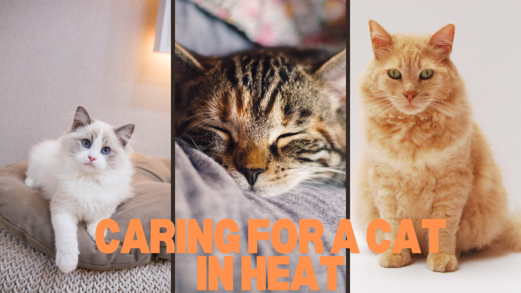 Understanding the Heat Cycle in Female Cats: A Comprehensive Guide Understanding the Heat Cycle in Female Cats: A Comprehensive Guide