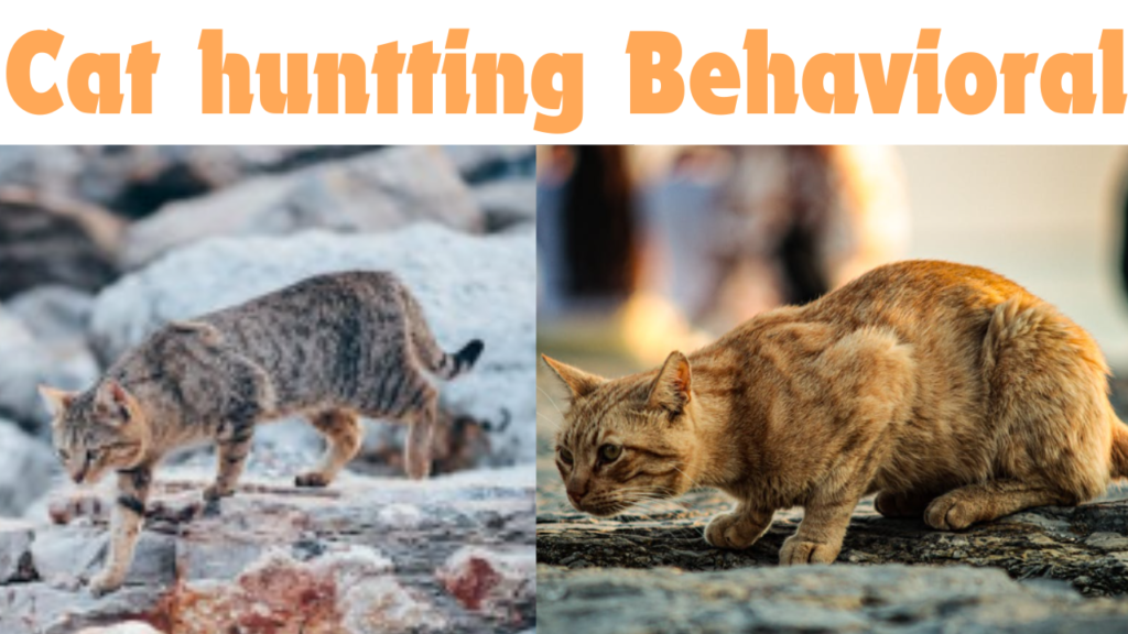 see the cat huntting Behavioral 