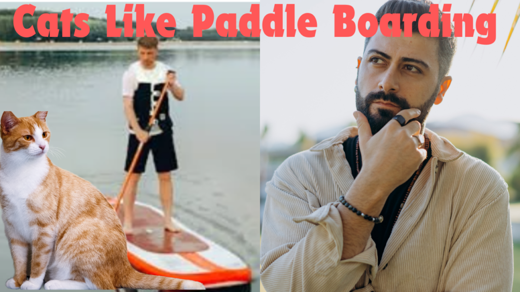 Do Cats Like Paddle Boarding? A Comprehensive Guide