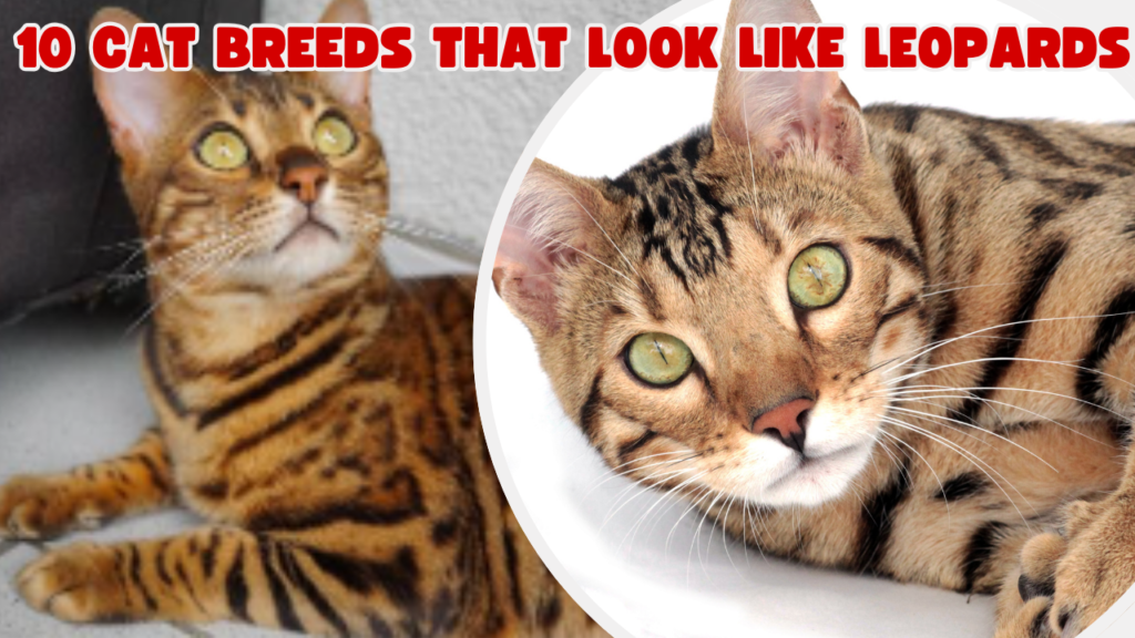 10 Cat Breeds That Look Like Leopards