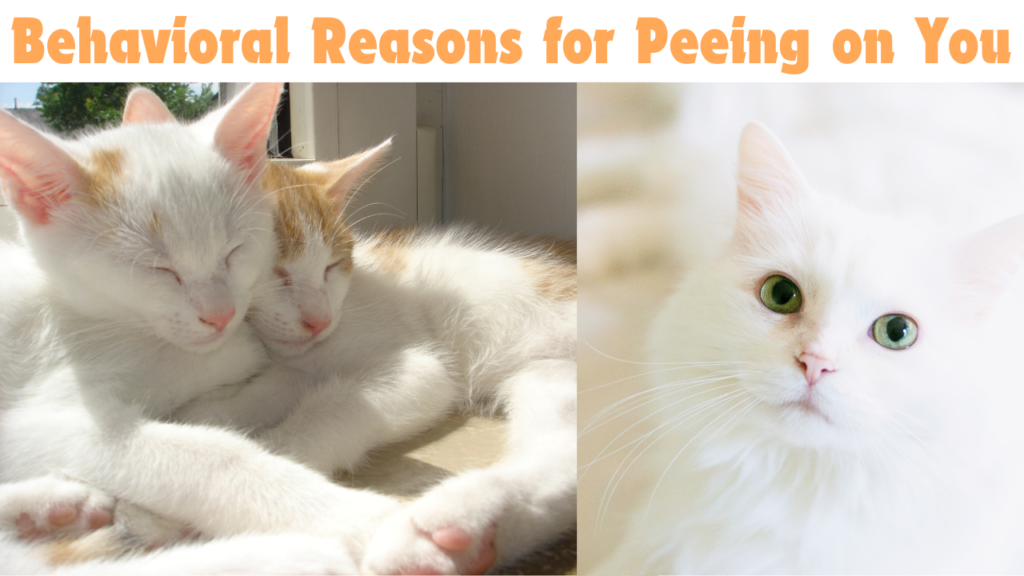 Behavioral Reasons for Peeing