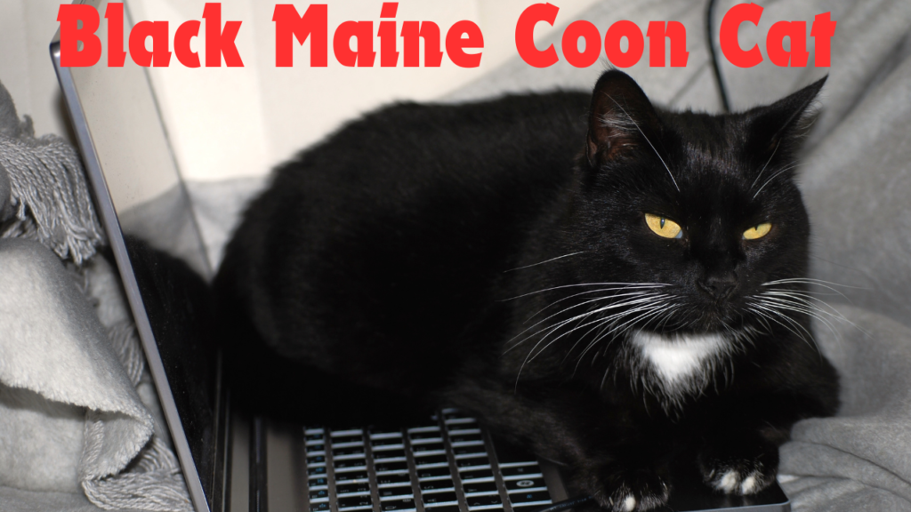 Black Maine Coon Cat