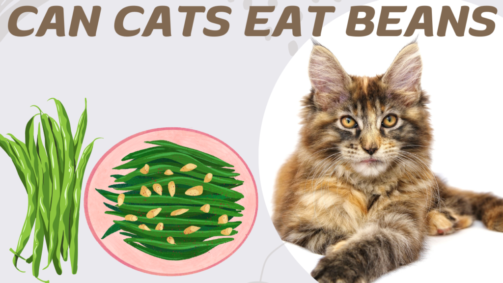 Can Cats Eat Beans