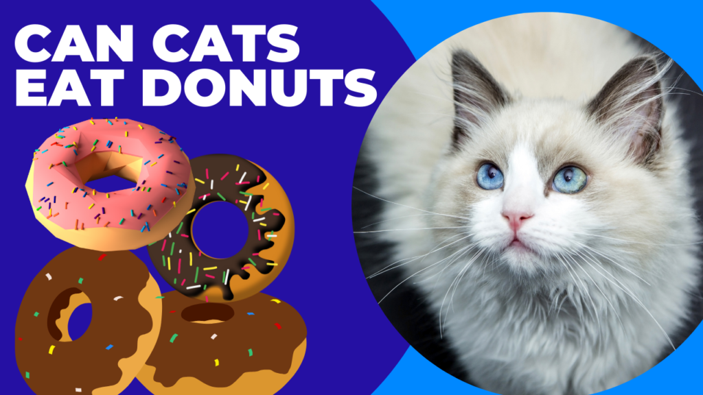 Can Cats Eat Donuts