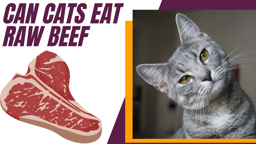 Cats Eat Raw Beef