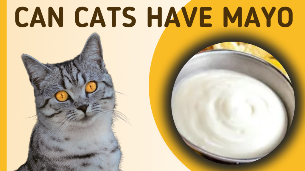 cat eat mayo