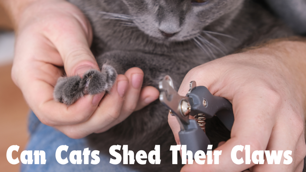 cat shed claws