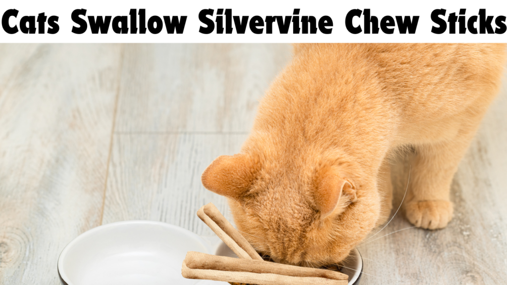 cats Swallow Silvervine Chew Sticks