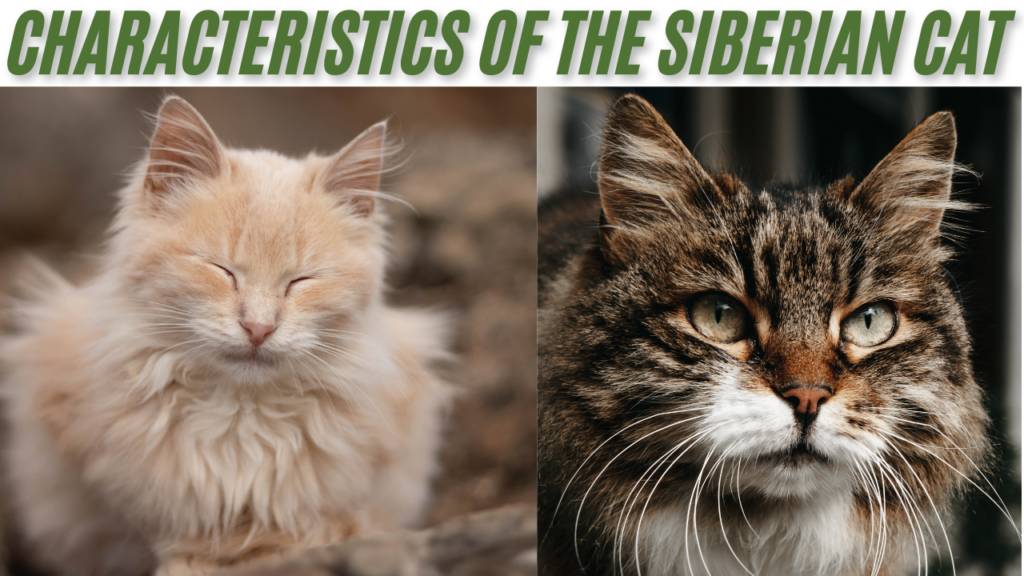   Siberian Cat Characteristics