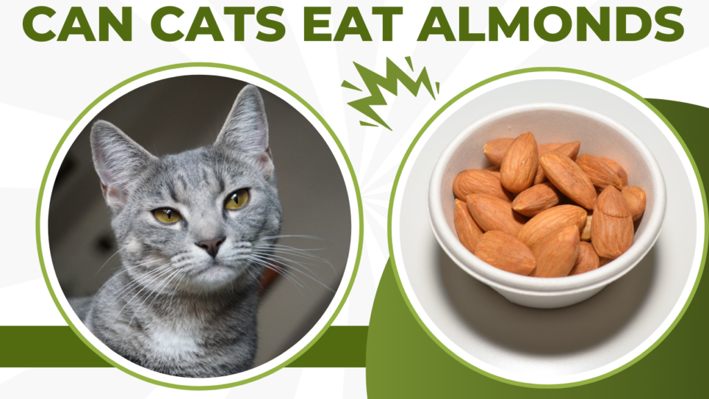 cats eat almonds