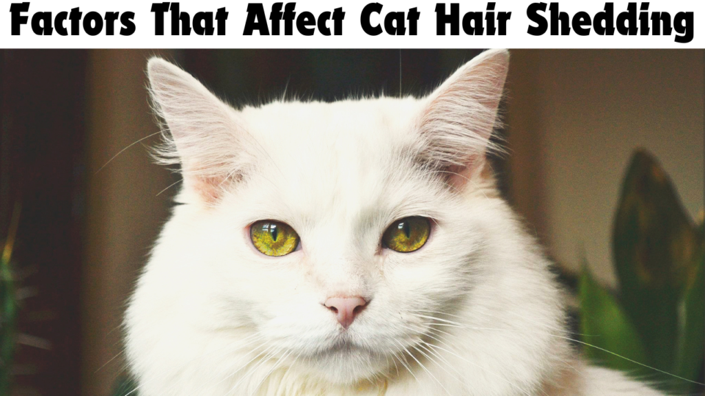 cat hair affect