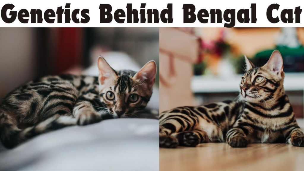 Genetics Behind Bengal Cat