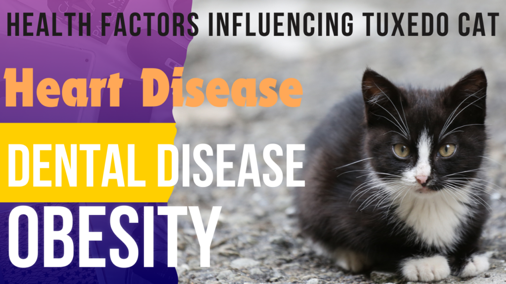 Tuxedo Cat health factors