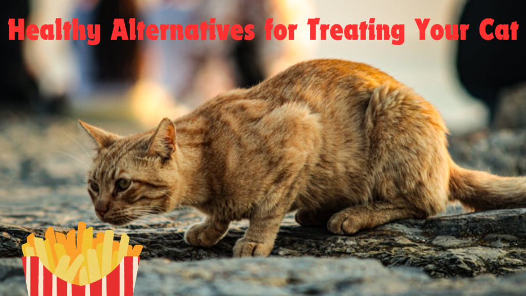 Healthy Alternatives for Treating Your Cat