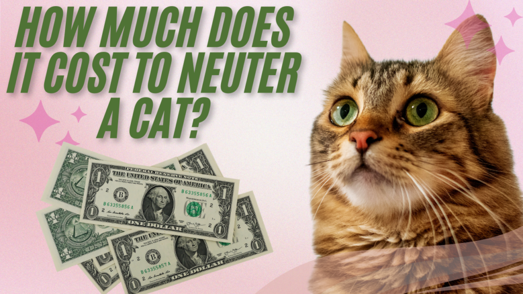 How Much Does It Cost to Neuter a Cat?