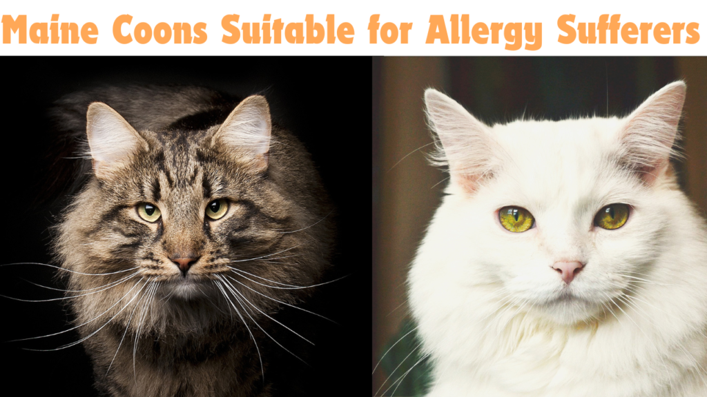 Maine Coons Suitable for Allergy Sufferers