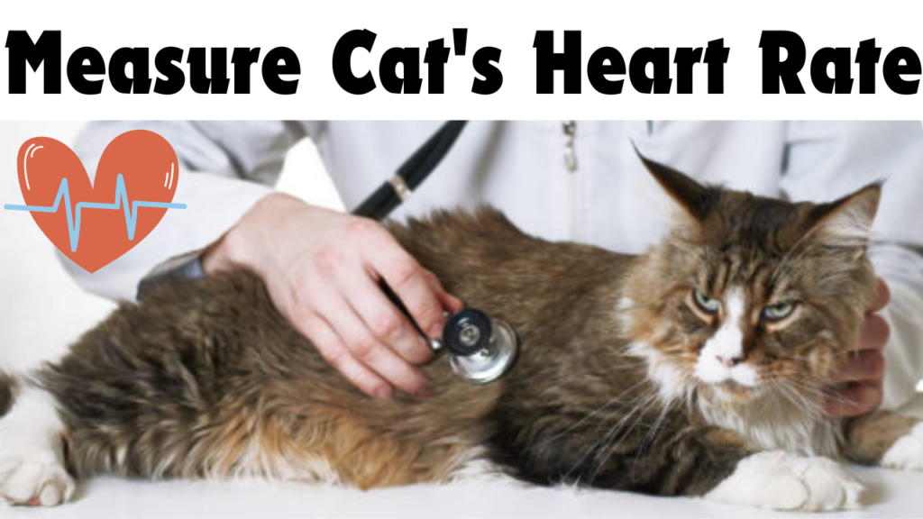 Measure Cat's Heart Rate