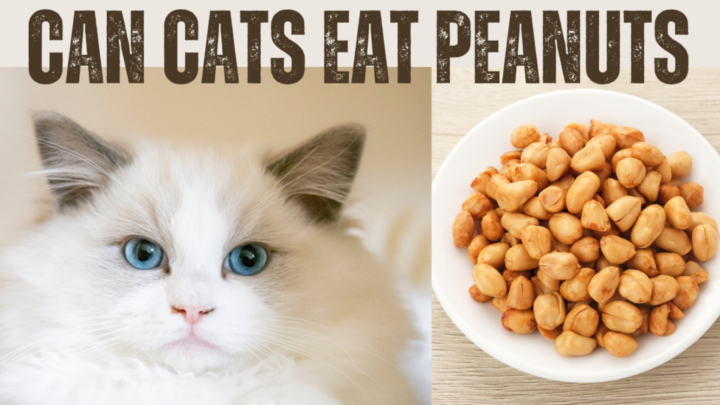 cat eat peanuts