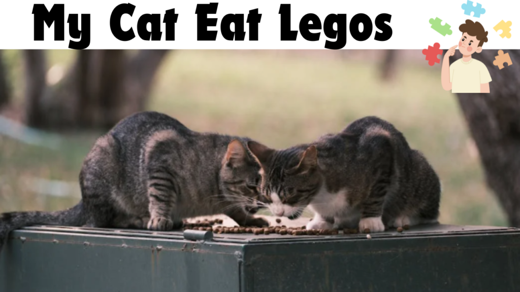 cat eat legos