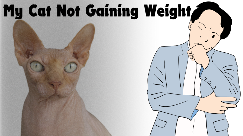 Cat Not Gaining Weight