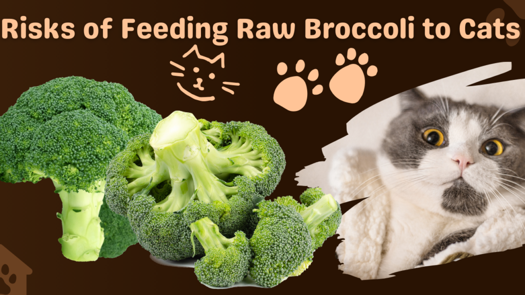 Is Raw Broccoli Good for Cats