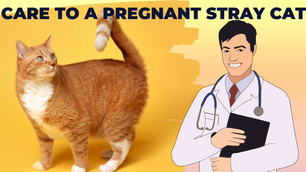 stray cat pregnant care